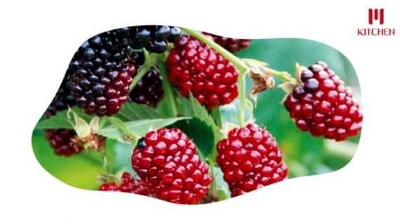 Buah Boysenberry yang Jarang Dikenal Namun Kaya Manfaat