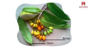 manfaat khasiat pohon gaharu
