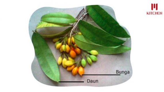 Khasiat Daun Gaharu untuk Obat
