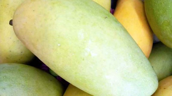 Mangga Untuk Diet dan Manfaatnya Untuk Kesehatan